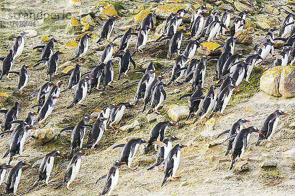 Gruppe von Eselspinguinen (Pygoscelis papua)  die einen steilen Hang hinaufgehen; Falklandinseln  Antarktis