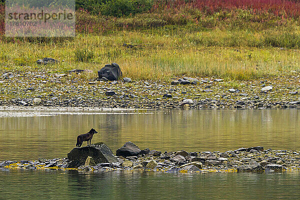 Ein schwarzer Wolf aus Alaska steht auf einem Felsen in einem Fluss.