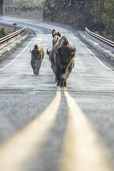 Herde amerikanischer Bisons (Bison bison)  die in einer Reihe in der Mitte der Straße auf den durchgezogenen gelben Linien im Yellowstone-Nationalpark laufen; Vereinigte Staaten von Amerika