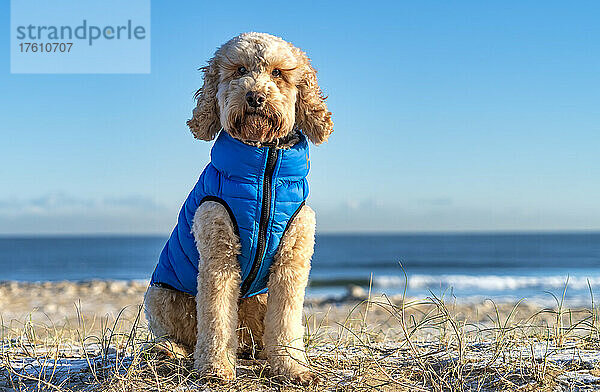 Blonder Kakadu-Hund sitzt an einem verschneiten Ufer  trägt einen blauen Mantel und schaut in die Kamera  mit dem Meer im Hintergrund; South Shields  Tyne and Wear  England
