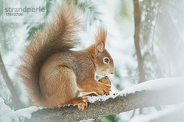 Rotes Eichhörnchen (Sciurus vulgaris) auf einem Ast beim Fressen einer Nuss im Winter; Bayern  Deutschland