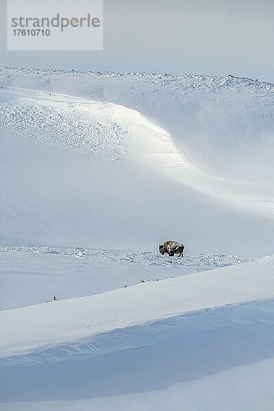 Einsamer amerikanischer Bison (Bison bison)  der durch die verschneiten Hügel streift und gegen den kalten Winter im Yellowstone National Park kämpft; Wyoming  Vereinigte Staaten von Amerika