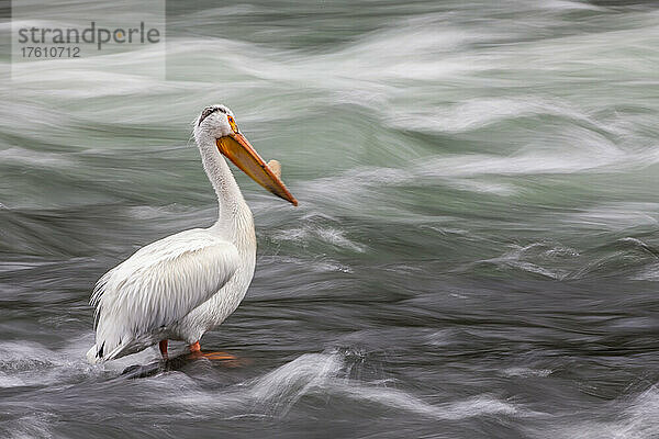 Porträt eines Amerikanischen Weißpelikans (Pelecanus erythrorhynchos)  der während der Brutzeit ein Schnabelhorn trägt und auf einem Felsen inmitten des rauschenden Wassers des Yellowstone River im Yellowstone National Park  Wyoming  Vereinigte Staaten von Amerika steht