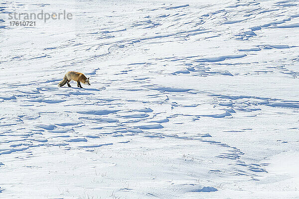 Rotfuchs (Vulpes vulpes)  der durch eine schneebedeckte Landschaft läuft und auf Beutetiere unter den Schneewehen lauscht; Yellowstone National Park  Wyoming  Vereinigte Staaten von Amerika