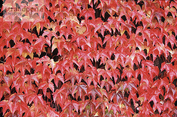 Rotes Laub bildet ein natürliches Muster; Oregon  Vereinigte Staaten von Amerika