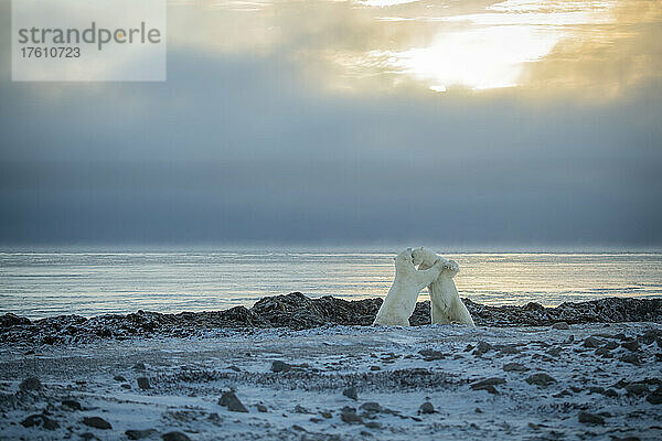 Von hinten beleuchtete Eisbären (Ursus maritimus) spielen Kampf am Ufer; Arviat  Nunavut  Kanada