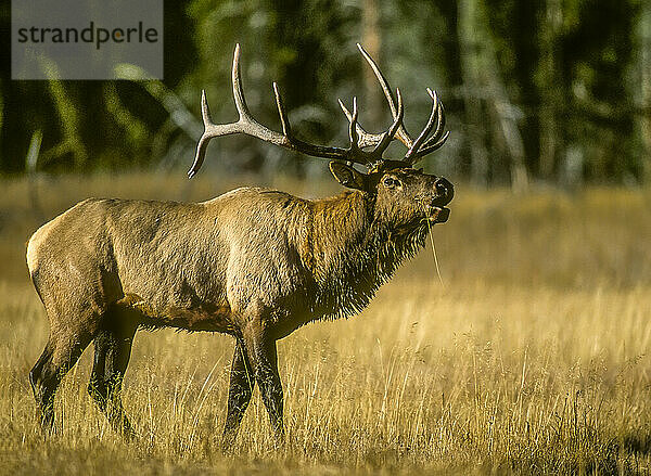 Nahaufnahme eines Elchbullen (Cervus canadensis)  der während der Brunft  der Paarungszeit im September  mit hohen Tönen ruft. Bugling ist ein herausfordernder oder trotziger Ruf an andere Bullen  um ihre Anwesenheit anzukündigen  mit einer Reihe von Grunzlauten  Knallgeräuschen  Pfeifen und tiefem Stöhnen  Yellowstone National Park; Wyoming  Vereinigte Staaten von Amerika