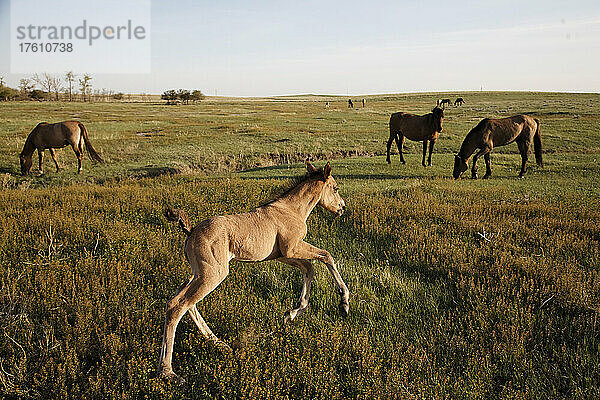 Ein geschütztes Mustang-Fohlen tummelt sich auf einer Wiese; South Dakota  Vereinigte Staaten von Amerika