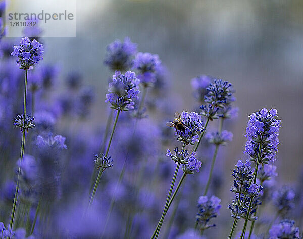 Auf einer Wildblume ruhende Hummel; Kelowna  British Columbia  Kanada