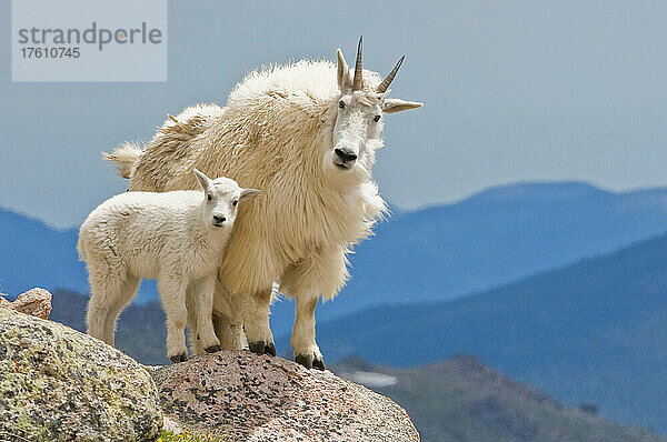 Bergziegenfamilie (Oreamnos americanus)  Mutter und Zicklein stehen auf einem Granitgipfel und schauen neugierig in die Kamera; Nordamerika