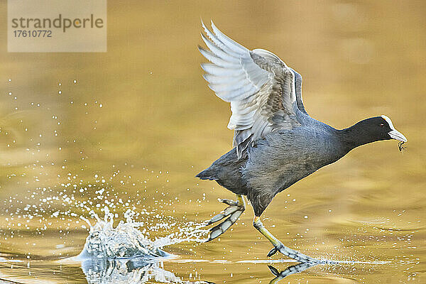 Blässhuhn (Fulica atra)  das auf der Wasseroberfläche läuft; Bayern  Deutschland