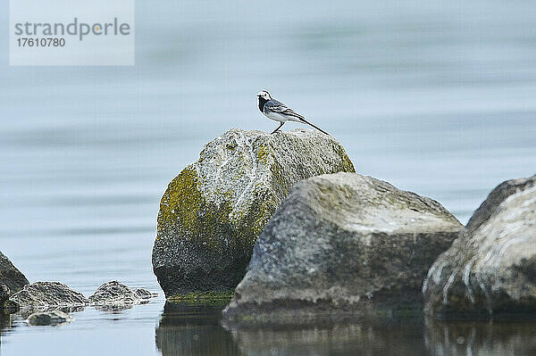 Gebirgsstelze (Motacilla alba) auf einem Felsen in der Donau sitzend; Bayern  Deutschland