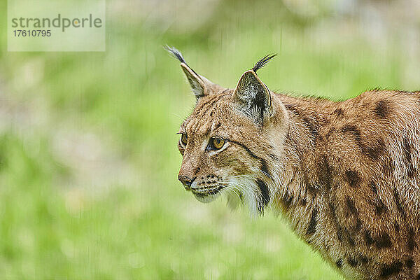 Eurasischer Luchs (Lynx lynx) Porträt; Bayern  Deutschland