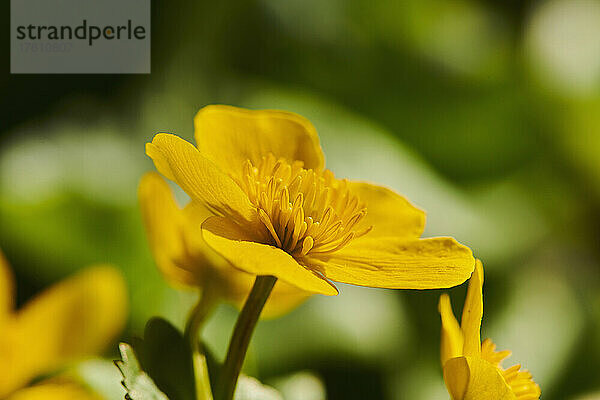 Sumpfdotterblume und Königskerze (Caltha palustris); Bayern  Deutschland