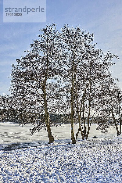 Erlenbäume (Alnus glutinosa) auf einem verschneiten Feld; Franken  Bayern  Deutschland