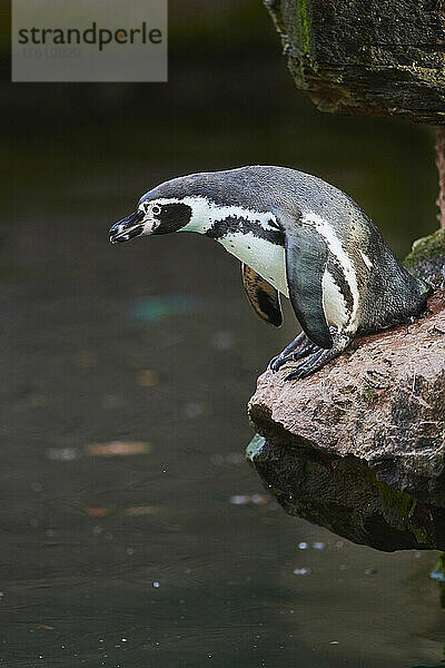 Humboldt-Pinguin (Spheniscus humboldti)  der von einem Felsen ins Wasser springt; Deutschland