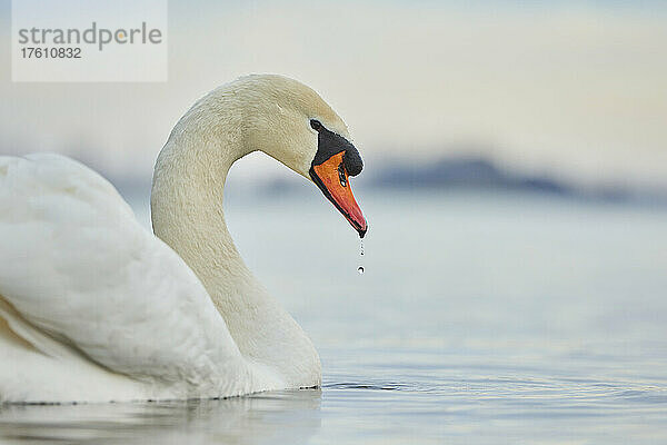 Höckerschwan (Cygnus olor) Porträt  Fluss Donau; Oberpfalz  Bayern  Deutschland