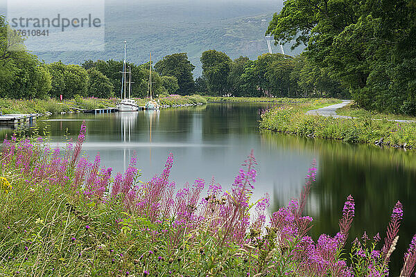 Das Rosenbayerische Weidenröschen (Chamaenerion angustifolium) säumt den Caledonian Canal bei Corpach  Schottland; Corpach  Schottland