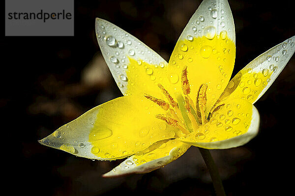 Extreme Nahaufnahme einer leuchtend gelben Blüte mit weißen Spitzen und Wassertropfen; Calgary  Alberta  Kanada