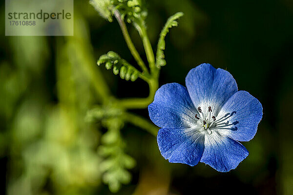 Baby Blue Eyes (Nemophila menziesii) blüht in einem Blumengarten in Oregon; Astoria  Oregon  Vereinigte Staaten von Amerika