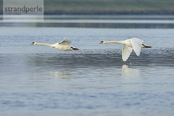 Höckerschwäne (Cygnus olor) im Tiefflug über der Donau; Oberpfalz  Bayern  Deutschland