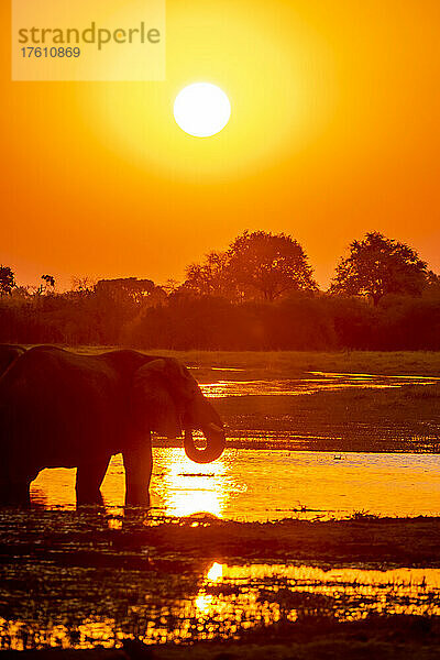 Silhouette eines afrikanischen Buschelefanten (Loxodonta africana)  der bei Sonnenuntergang am Flussufer steht; Okavango-Delta  Botsuana