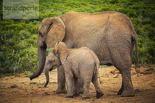 Afrikanische Elefanten (Loxodonta)  Tierfamilie beim gemeinsamen Spaziergang durch die Savanne im Addo Elephant National Park; Ostkap  Südafrika