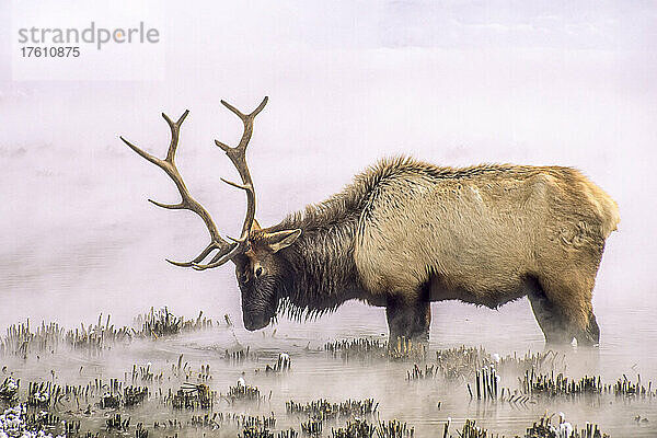 Nahaufnahme eines Elchbullen (Cervus canadensis) im späten Februar  dünn und mit abgenutztem und gebrochenem Geweih  der den langen Winter übersteht  indem er im thermisch erwärmten Wasser nach Nahrung sucht und grobes Schilf aus dem Schlamm zieht  Yellowstone National Park; Wyoming  Vereinigte Staaten von Amerika