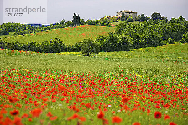 Mohnblumenfeld und Bauernhaus auf einem Hügel bei Siena; Siena  Italien