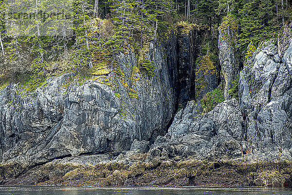Moos und alte Nadelbäume entlang der Kalksteinklippen an der Küste von Admiralty Island; Südost-Alaska  Alaska  Vereinigte Staaten von Amerika