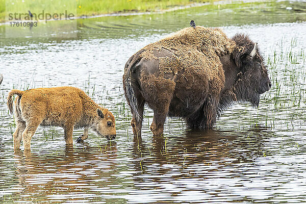 Amerikanische Bisonkuh (Bison bison) und ein Kalb  die im ruhigen Wasser waten  mit einem Braunkopf-Kuhstärling (Molothrus ater)  der auf dem Rücken der Kuh sitzt; Yellowstone National Park  Vereinigte Staaten von Amerika