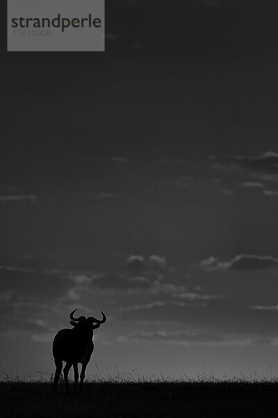 Ein einzelnes Streifengnu (Connochaetes taurinus) zeichnet sich als Silhouette am Horizont ab  Maasai Mara National Reserve; Maasai Mara  Kenia