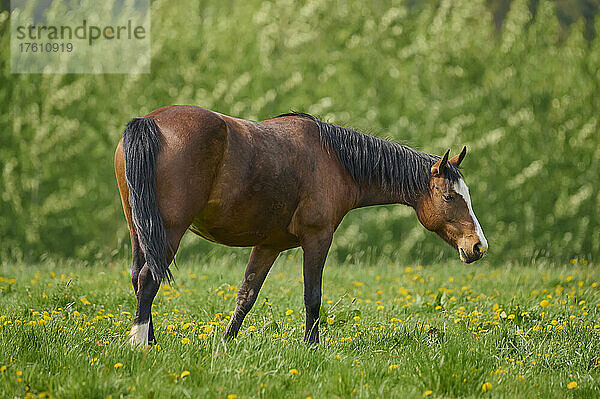 Pferd (Equus ferus caballus)  Stute  stehend auf einer grünen Weide im Frühling; Europa