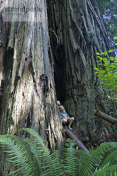 Zwei Jungen in einem riesigen Redwood-Baumstamm; Nordkalifornien.