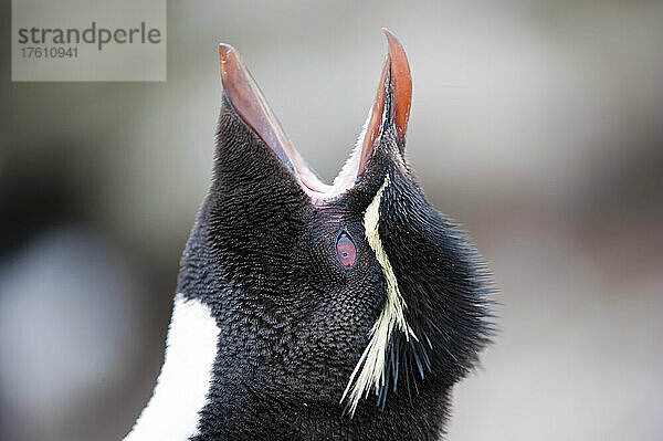 Nahaufnahme eines Felsenpinguins (Eudyptes chrysocome) mit erhobenem Kopf und offenem Maul  der etwas ruft; Falklandinseln  Antarktis