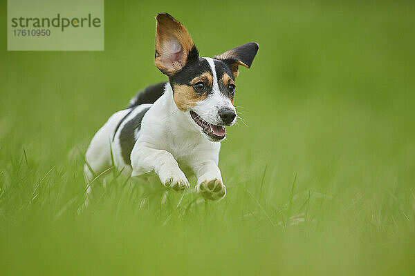 Jack Russell Terrier Welpe läuft auf einer Wiese; Bayern  Deutschland