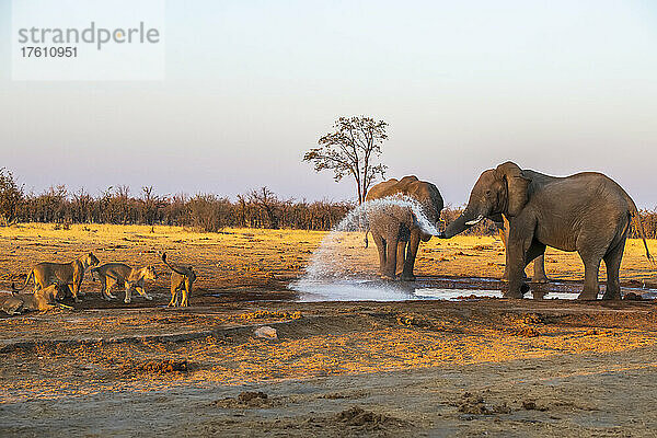Zwei afrikanische Buschelefanten (Loxodonta africana) spucken Wasser aus einem Wasserloch in Richtung einer Gruppe stehender und beobachtender Löwinnen (Panthera leo); Botswana