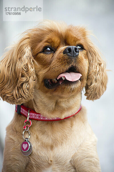 Nahaufnahme eines Cavalier King Charles Spaniels mit rosa Halsband und Marke; Kahului  Maui  Hawaii  Vereinigte Staaten von Amerika