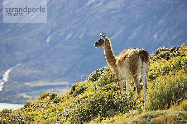 Porträt eines Guanakos (Lama guanicoe)  das in die Ferne schaut  Torres del Paine National Park; Patagonien  Chile