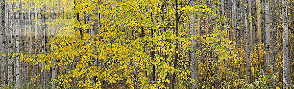 Laubbaum mit goldenem Laub in einem Wald im Herbst; British Columbia  Kanada