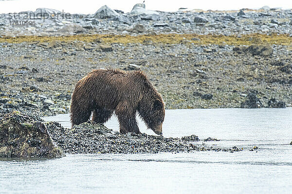 Braunbär (Ursus arctos) auf der Suche nach Muscheln am felsigen Ufer der Meeresküste im Glacier Bay National Park; Südost-Alaska  Alaska  Vereinigte Staaten von Amerika