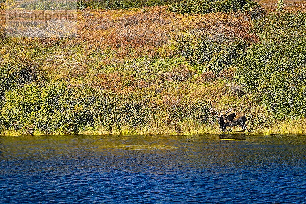 Elchbulle (Alces alces) in einem See in Ufernähe mit herbstlich gefärbten Tundrahügeln; Denali National Park and Preserve  Interior Alaska  Alaska  Vereinigte Staaten von Amerika