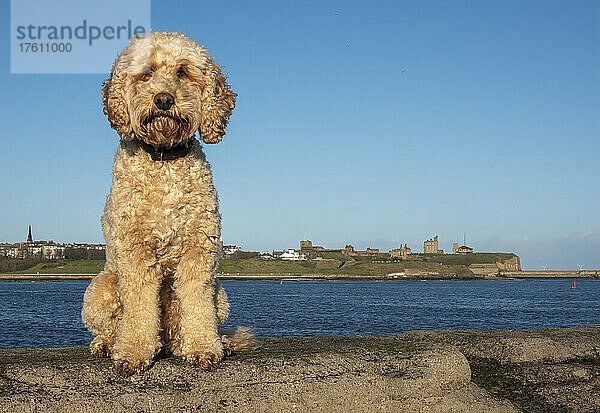 Ein blonder Cockapoo-Hund sitzt auf einer Steinmauer an der Küste und schaut in die Kamera; South Shields  Tyne and Wear  England
