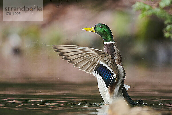 Männliche Stockente (Anas platyrhynchos) auf einem See; Bayern  Deutschland