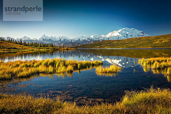 Mount Denali (McKinley) spiegelt sich im ruhigen Wasser des Wonder Lake mit herbstlich gefärbter Tundra und goldenem Sumpfgras unter einem strahlend blauen Himmel; Denali National Park and Reserve  Interior Alaska  Alaska  Vereinigte Staaten von Amerika