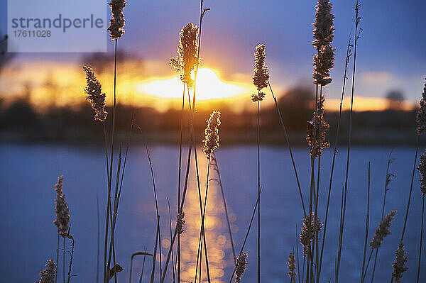 Schilfrohr (Phragmites australis) im Sonnenuntergang über dem Fluss Danubia; Bayern  Deutschland