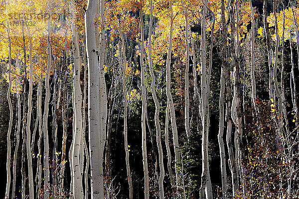 Espenbäume zeigen ihre Herbstfarben; Richfield  Utah  Vereinigte Staaten von Amerika