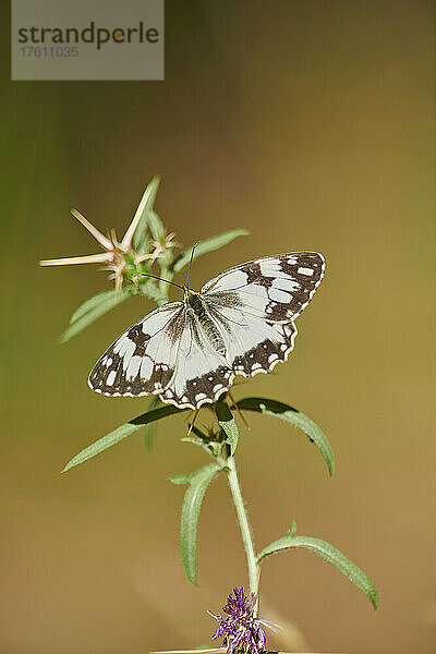 Iberischer Marmorierter Weißling (Melanargia lachesis) auf einer Pflanze sitzend; Katalonien  Spanien