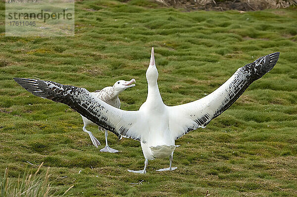 Paar Wanderalbatrosse (Diomedea exulans) bei der Balz; Südgeorgien  Antarktis