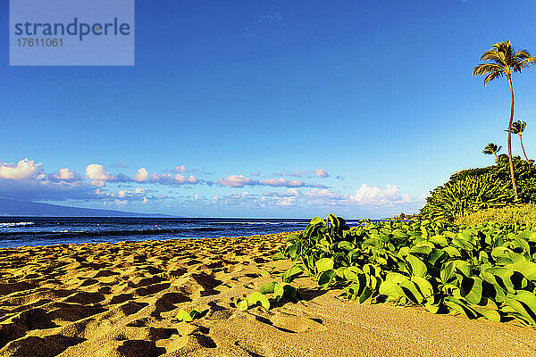 Oberflächenansicht des Ka'anapali Beach mit Palmen und grünen Pflanzen und einem Blick auf den Ozean mit der Insel Molokai unter einem strahlend blauen Himmel und bauschigen Wolken; Ka'anapali  Maui  Hawaii  Vereinigte Staaten von Amerika